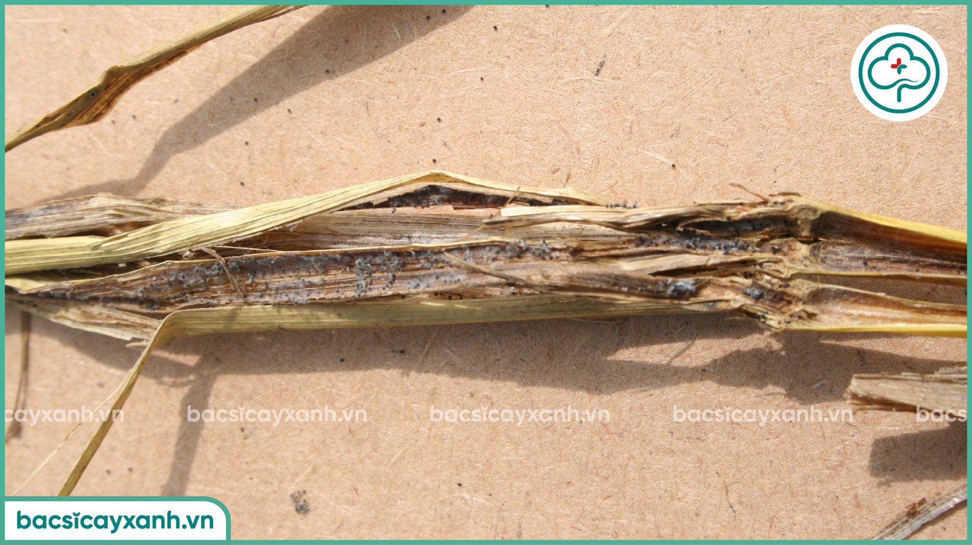 Xử lý bệnh tiêm hạch trên lúa