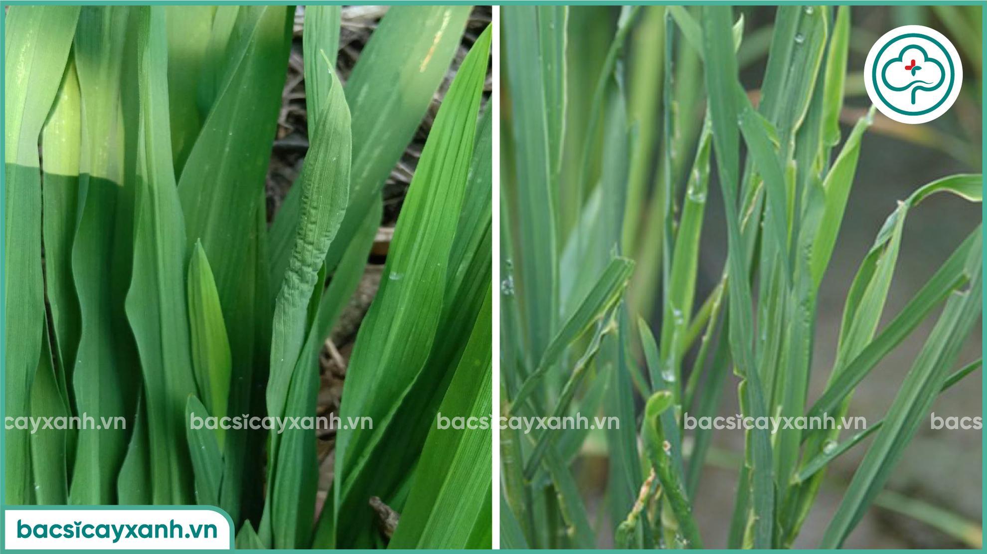 Nguyên nhân gây bệnh lùn xoắn lá trên lúa
