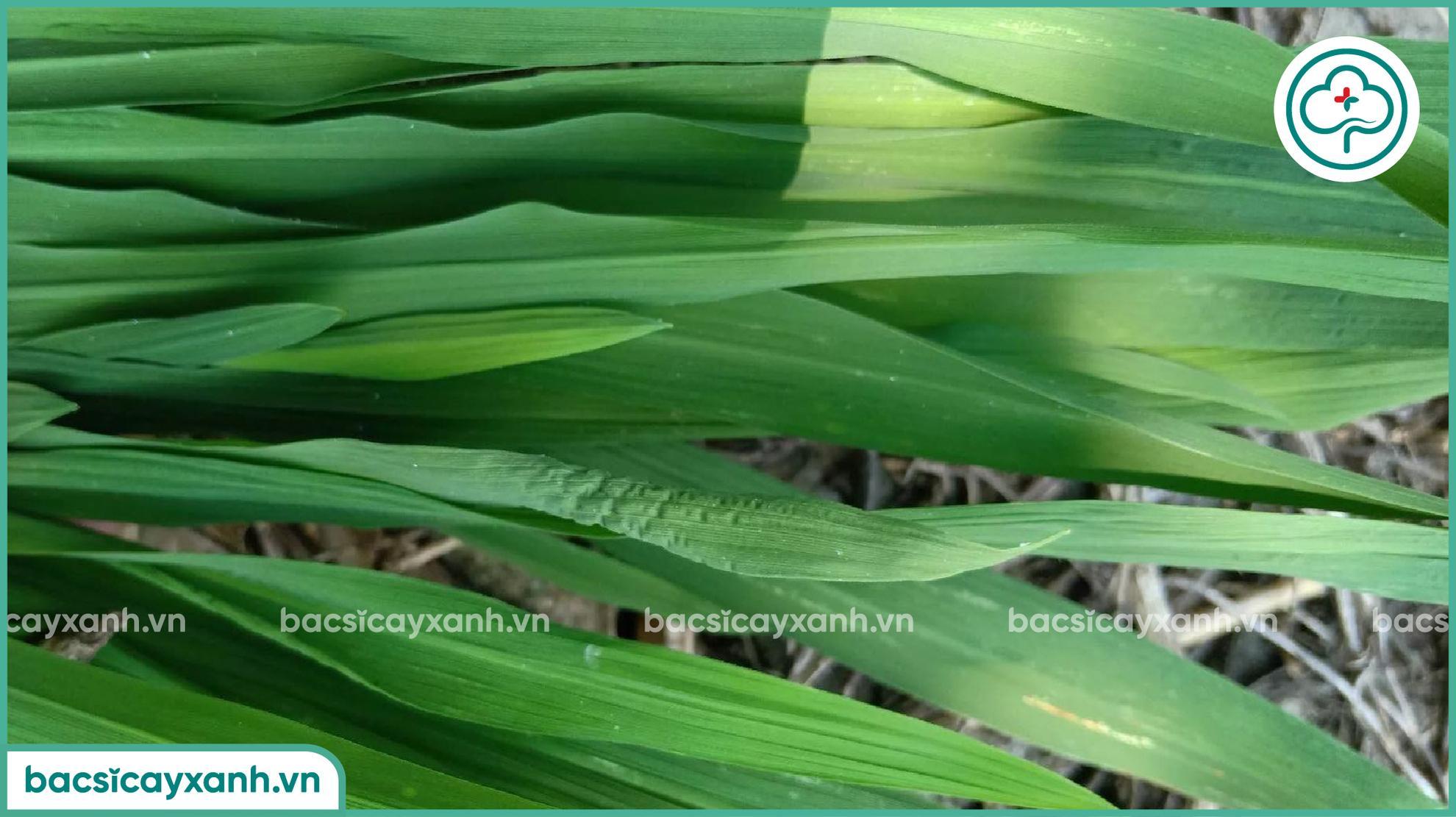 Bệnh lùn xoắn lá trên lúa