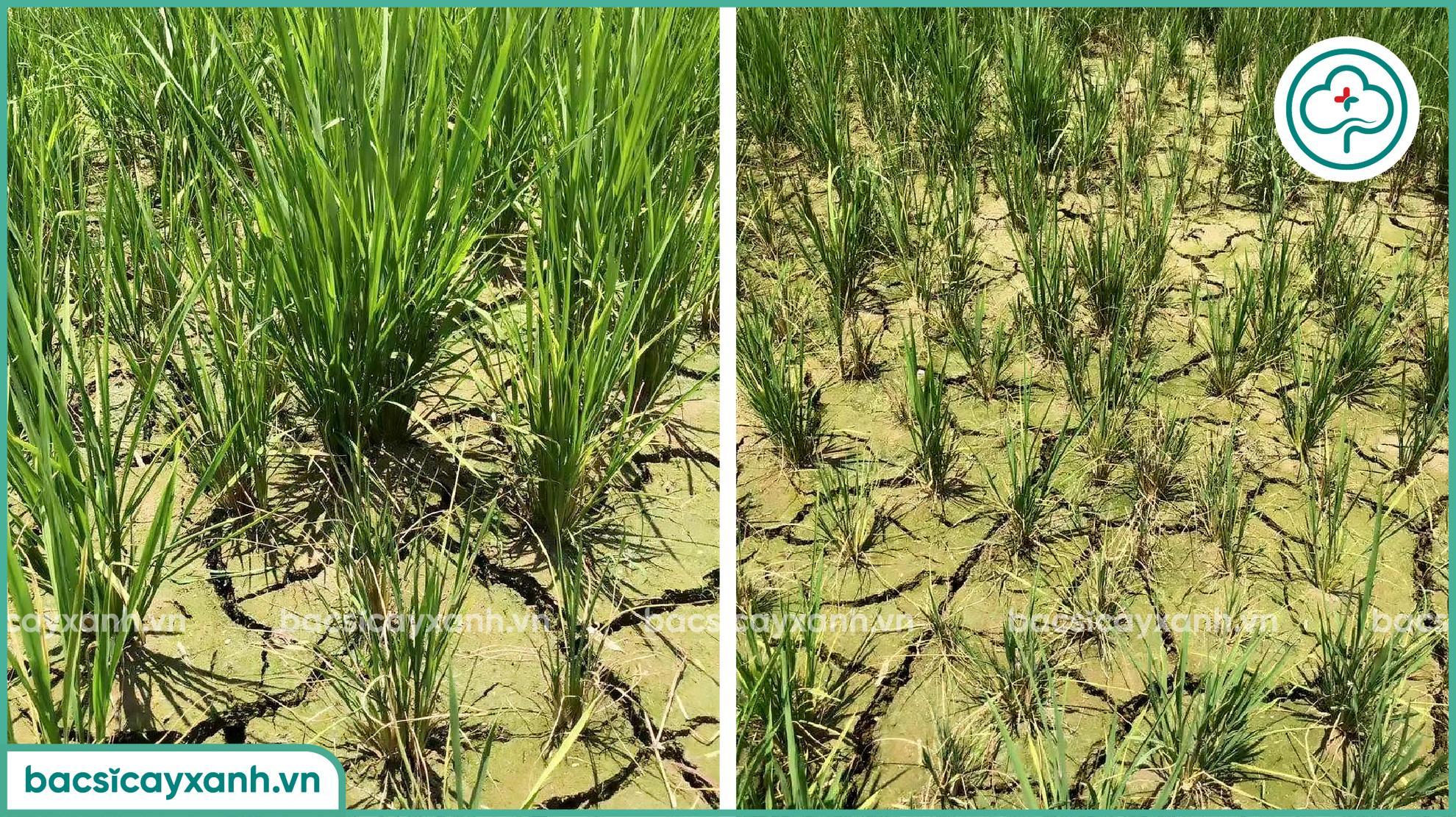 Quản lý bệnh xoăn vàng lá trên lúa