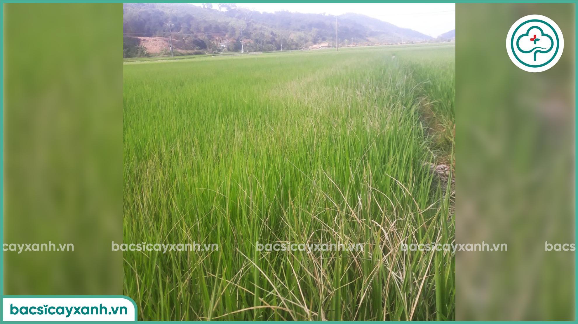 Biểu hiện bệnh thối thân trên lúa