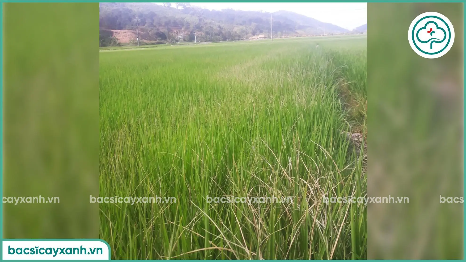 Biểu hiện bệnh thối thân trên lúa