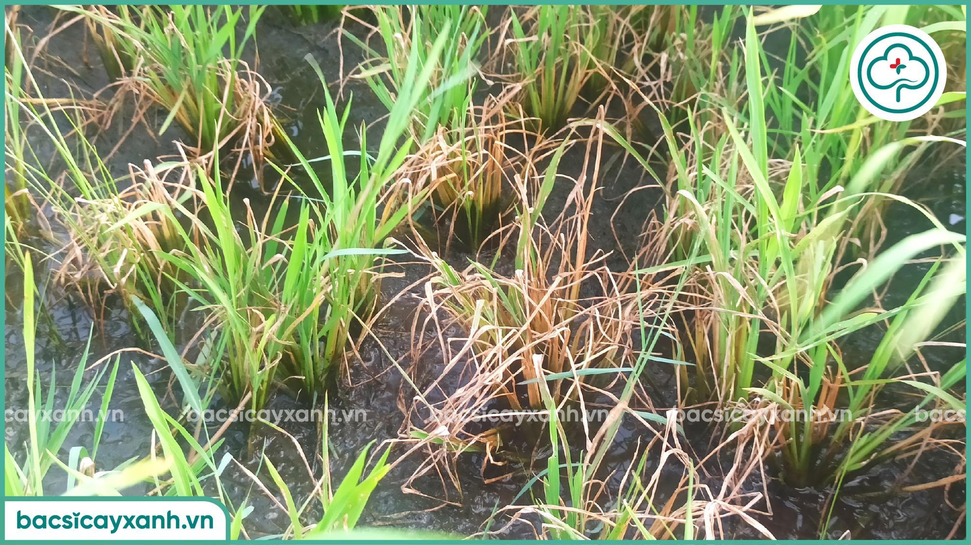 Xử lý bệnh thối thân trên lúa