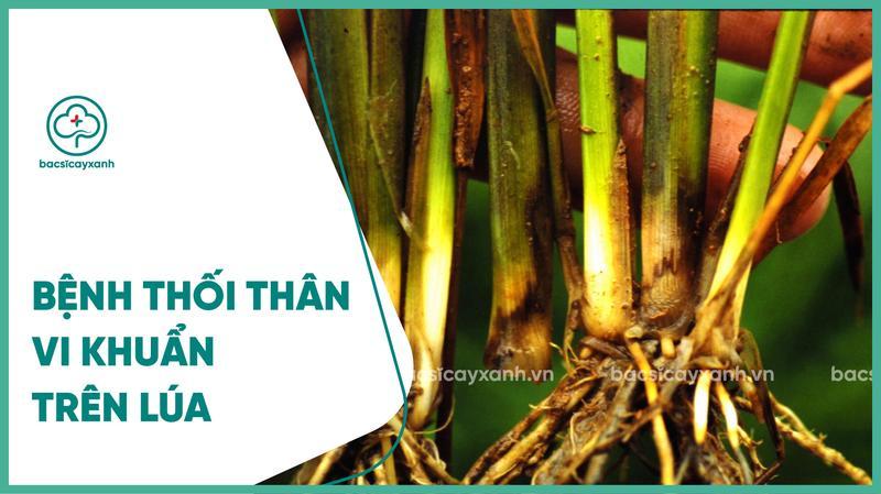 Biểu hiện và cách phòng trừ bệnh thối thân trên lúa bằng biện pháp sinh ...