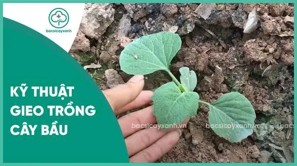 Kỹ thuật gieo trồng cây bầu