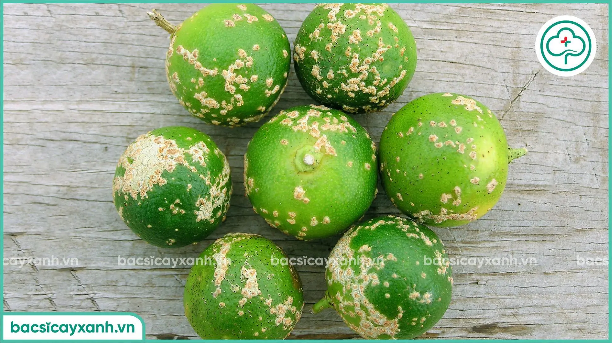 trái chanh bị ghẻ nhám