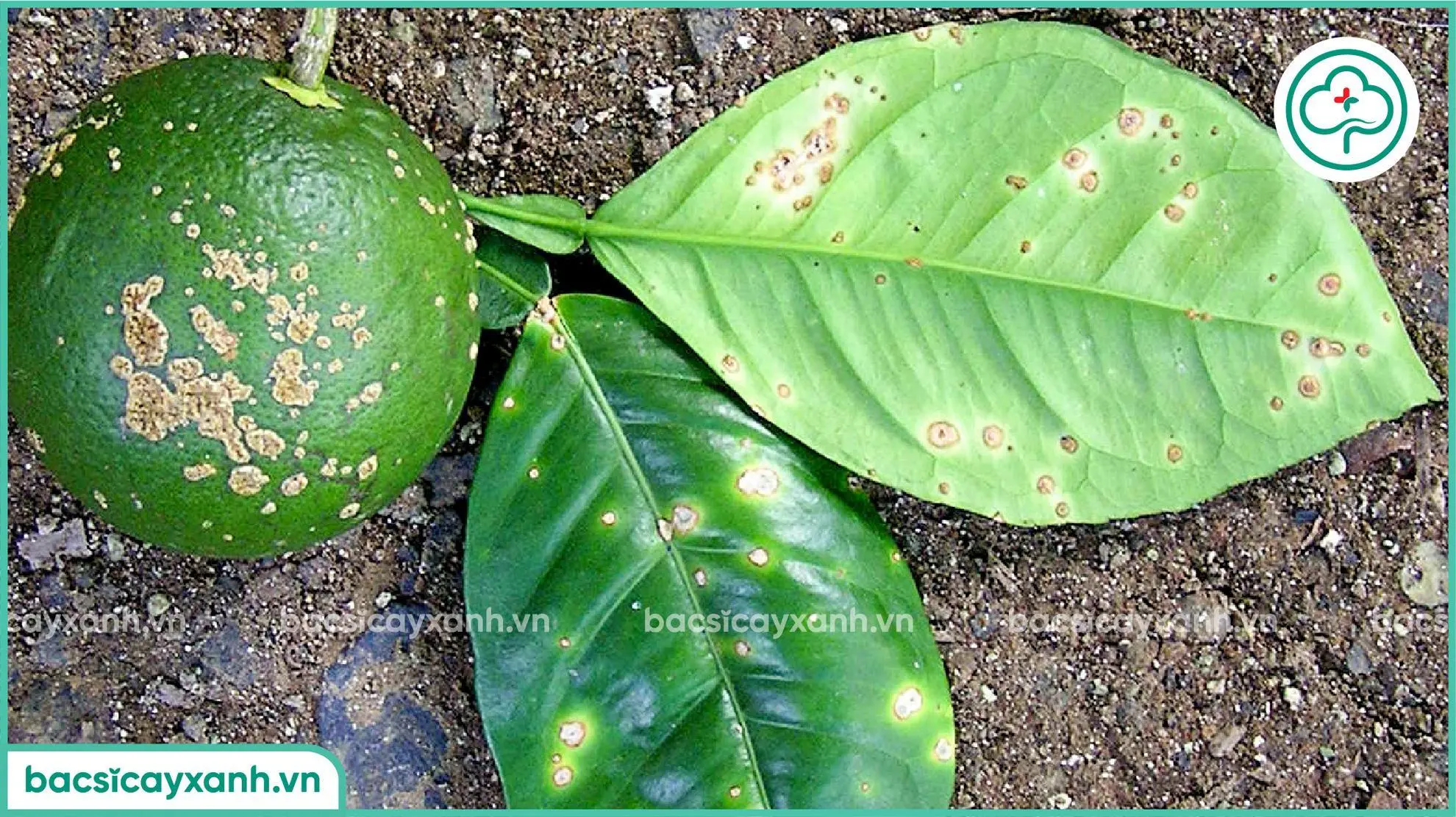 Bệnh ghẻ loét ảnh hưởng trên trái chanh