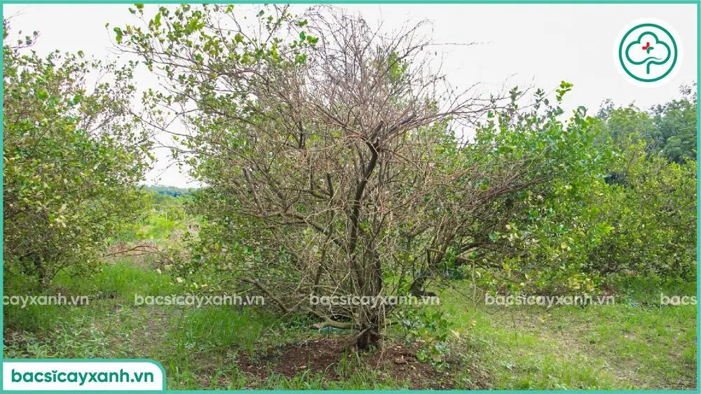 Hậu quả của bệnh vàng lá thối rễ trên cây chanh
