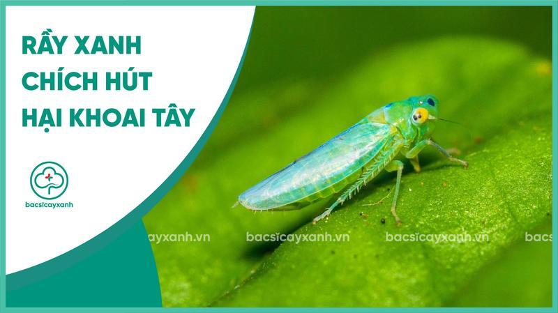 Cách phòng trừ rầy xanh hại khoai tây hiệu quả nhất hiện nay