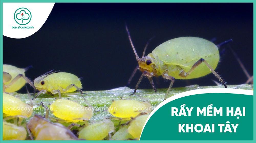 Cách phòng trừ rầy mềm hại khoai tây hiệu quả nhất bằng biện pháp sinh học
