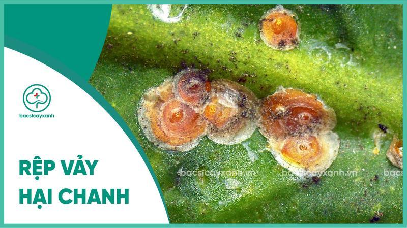 Cách phòng trị rệp vảy hại chanh