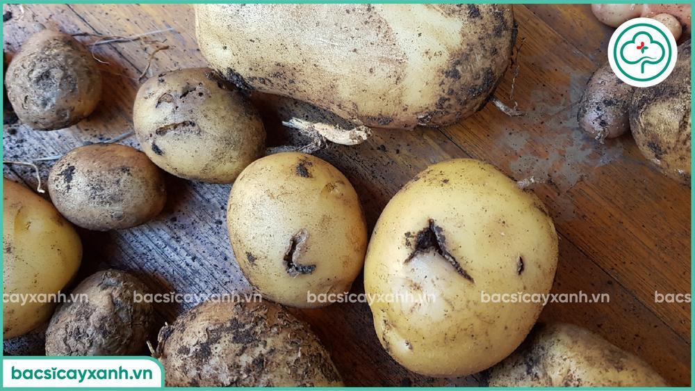 Hậu quả sùng trắng hại khoai tây