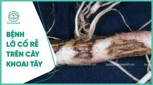 Bệnh lở cổ rễ khoai tây