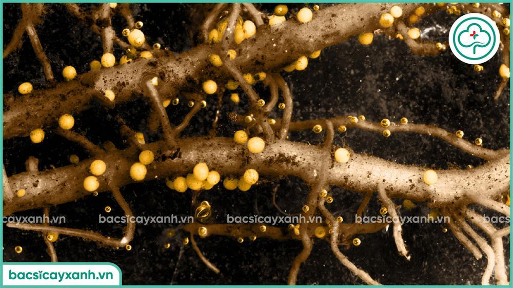 Hậu quả tuyến trùng bào nang hại rễ