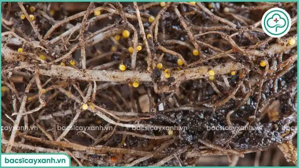 Tuyến trùng bào nang hại rễ khoai tây