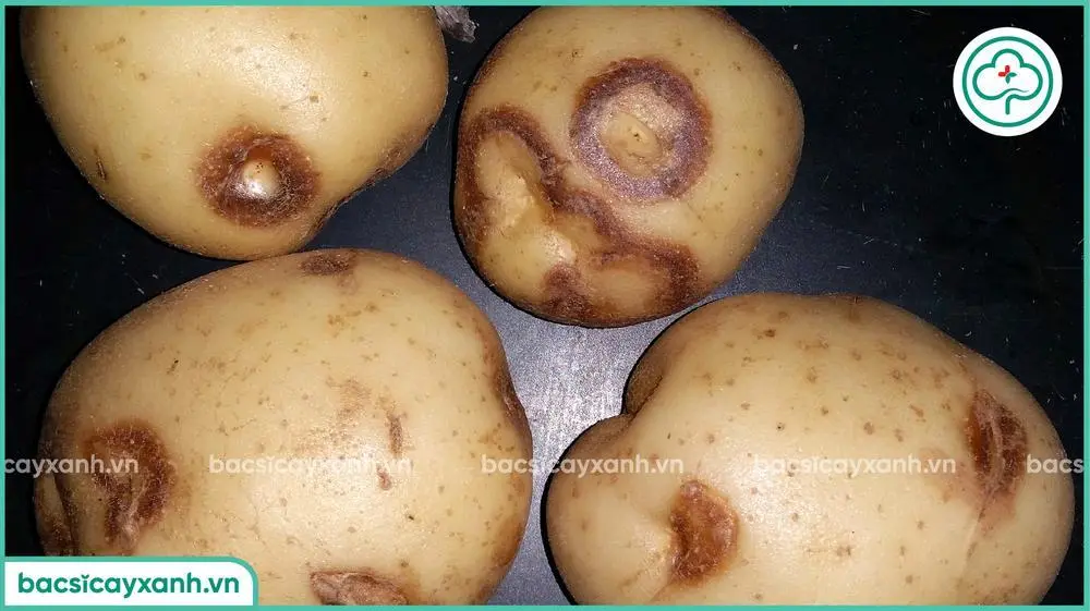 Hậu quả bệnh khảm lá, xoăn lùn khoai tây