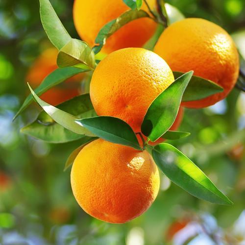Kỹ thuật trồng cam