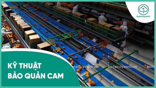 Các phương pháp bảo quản cam phổ biến hiện nay