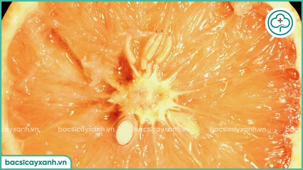 Biểu hiện ruồi vàng gây hại cam