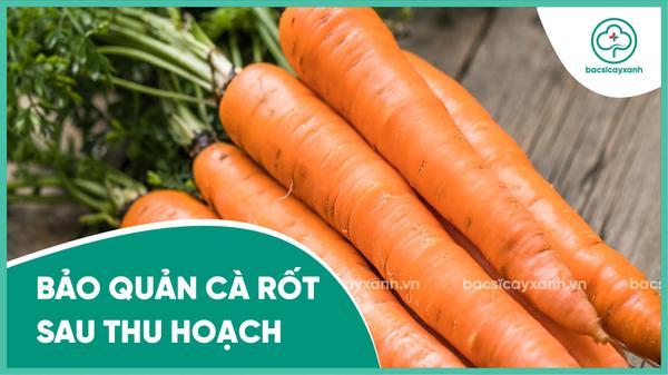 Hướng dẫn cách bảo quản cà rốt được lâu chất lượng tốt