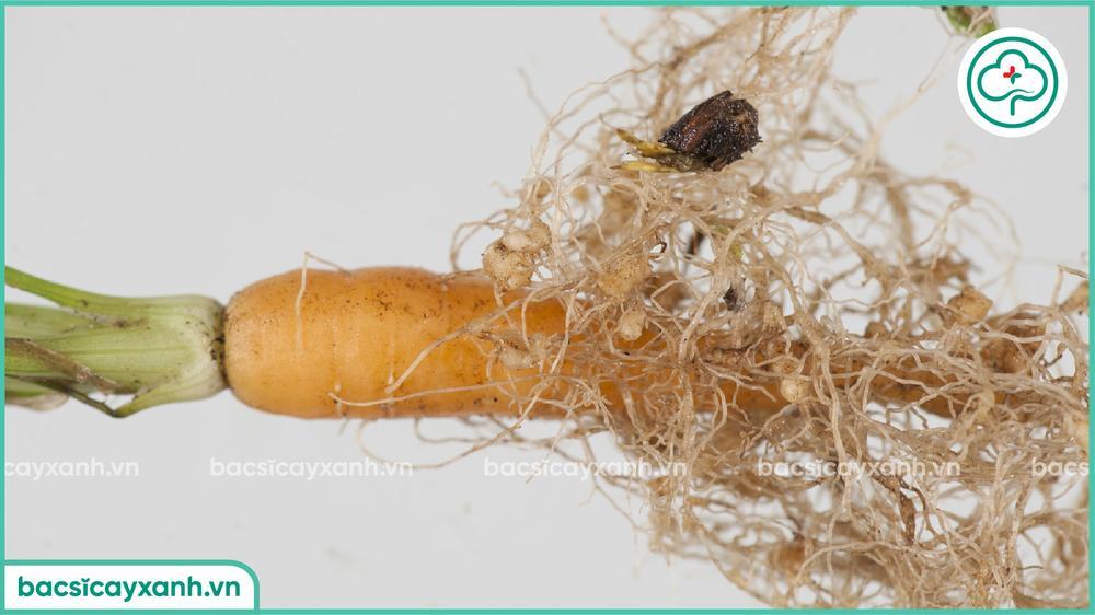 Biểu hiện tuyến trùng hại cà rốt