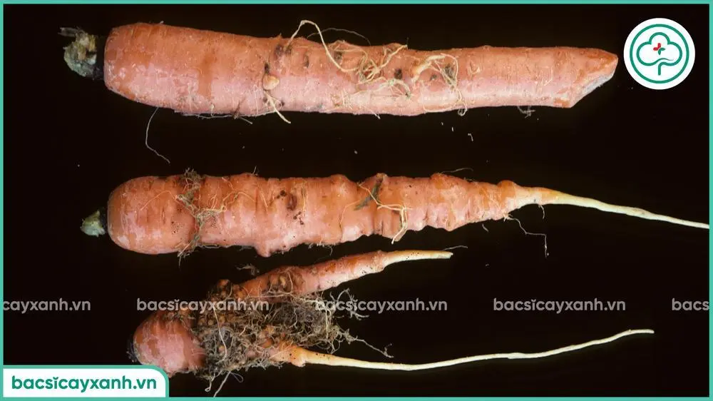 Biểu hiện tuyến trùng hại cà rốt