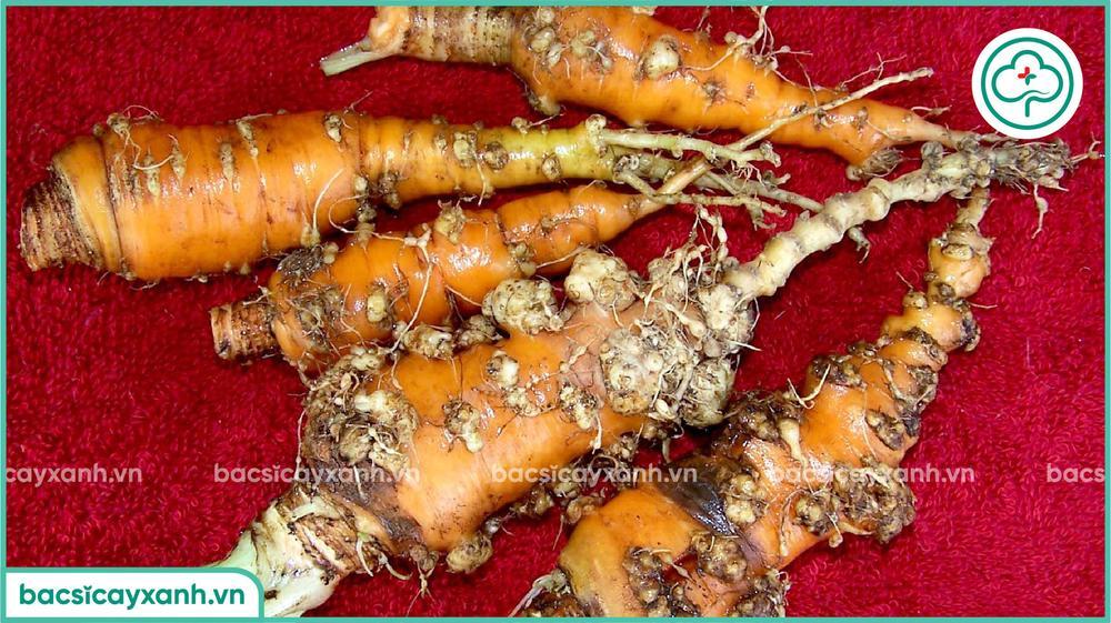 Hậu quả tuyến trùng hại cà rốt