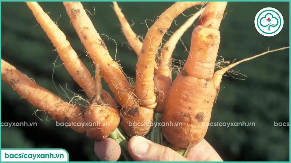 Hậu quả tuyến trùng hại cà rốt