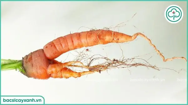 Tuyến trùng hại cà rốt