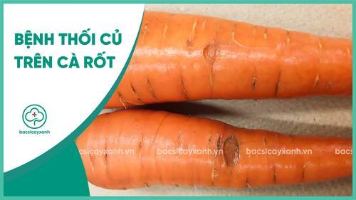 Bệnh thối củ trên cà rốt