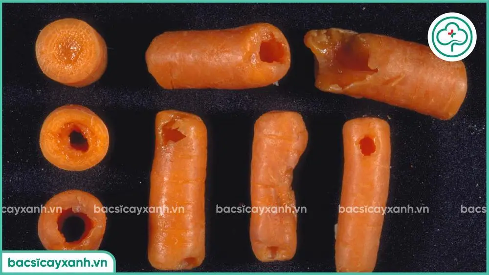 Hậu quả bệnh thối mềm trên cà rốt