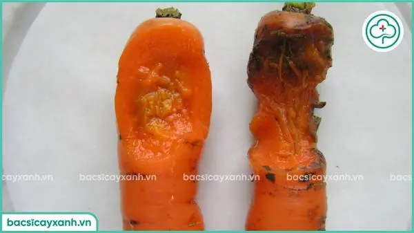 Bệnh thối mềm trên cà rốt