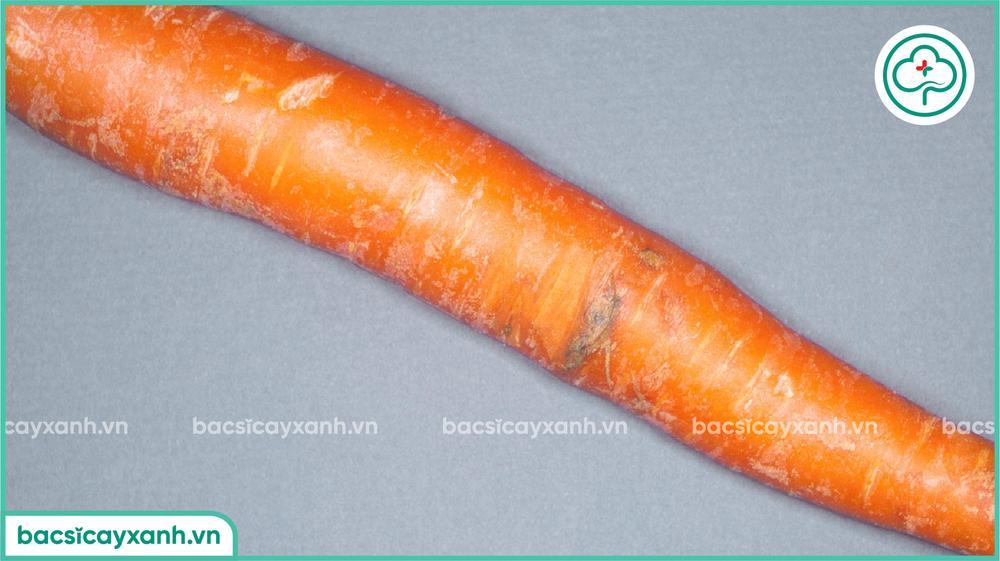 Biểu hiện bệnh thối đen trên cà rốt