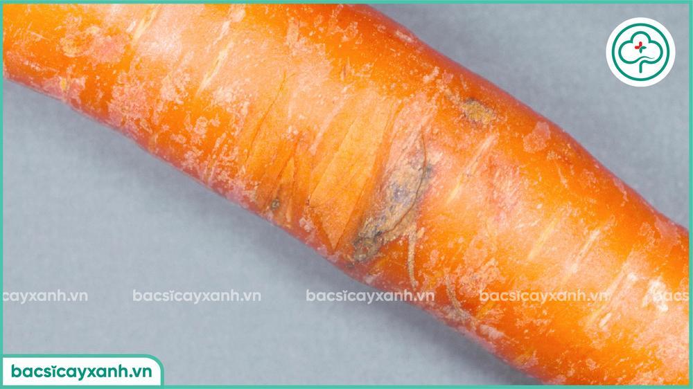 Biểu hiện bệnh thối đen trên cà rốt