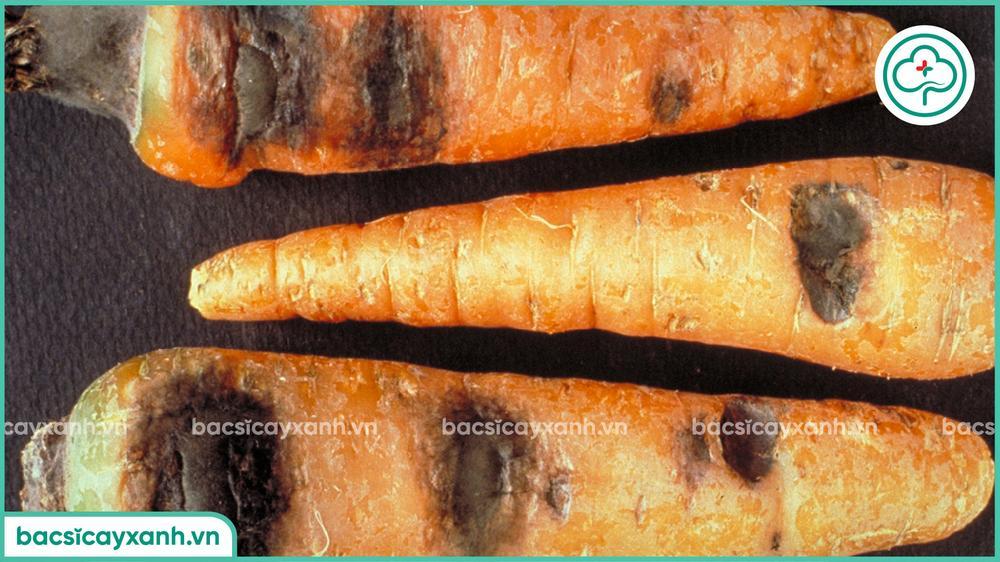 Hậu quả bệnh thối đen trên cà rốt