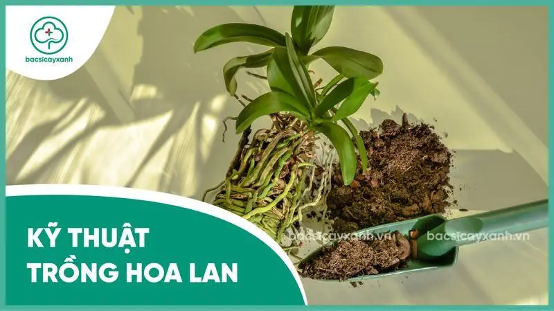 Kỹ thuật trồng hoa lan