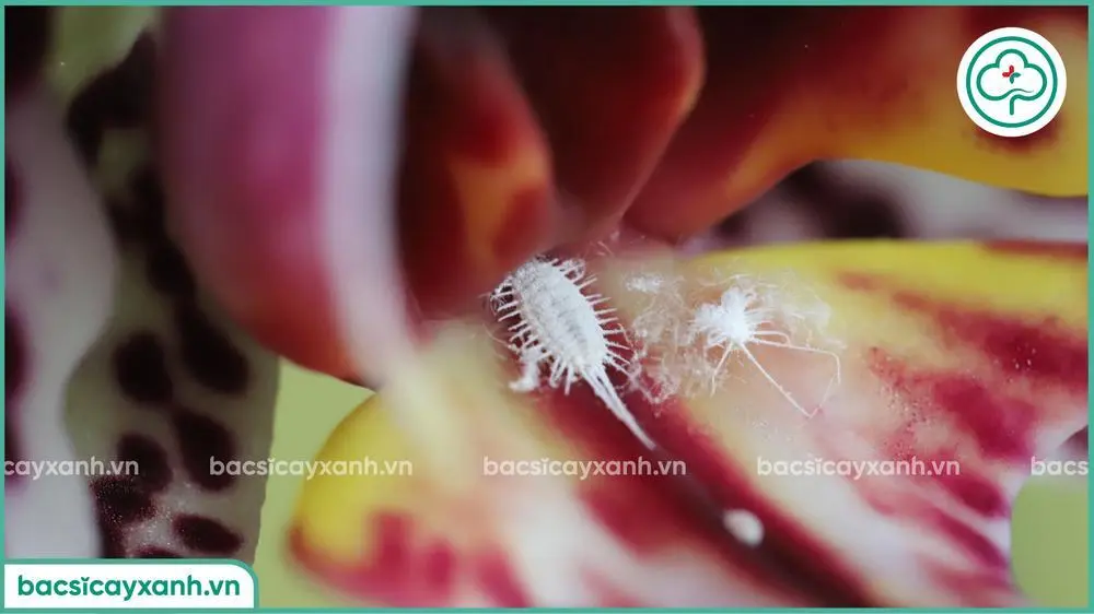 Đặc điểm rệp sáp trên hoa lan