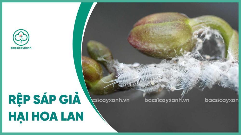 Cách phòng trừ rệp sáp giả hại hoa lan