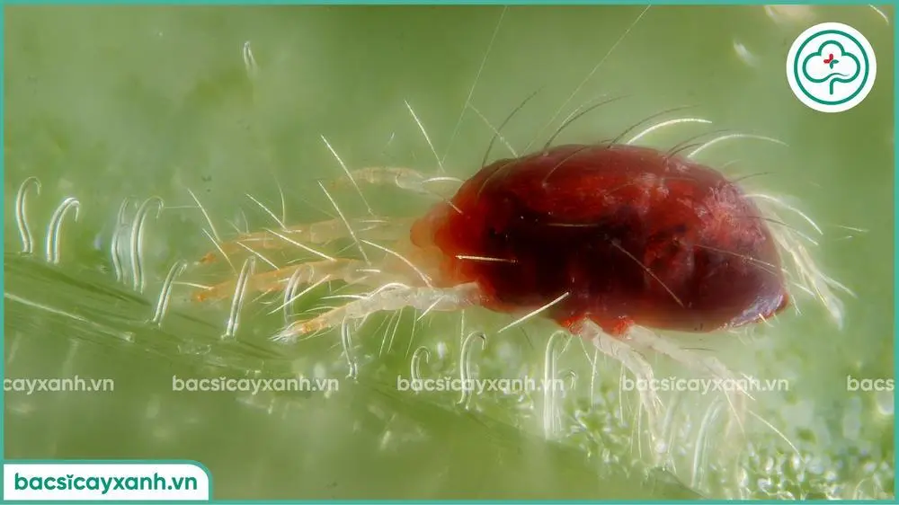 Đặc điểm nhện đỏ trên hoa lan