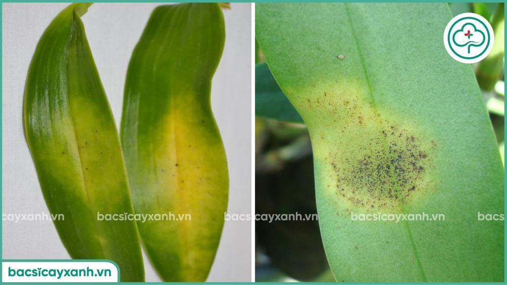 Biểu hiện bệnh đốm lá trên hoa lan