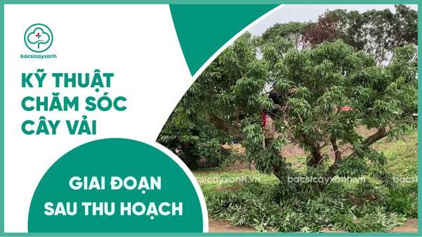 Kinh nghiệm chăm sóc cây vải sau thu hoạch