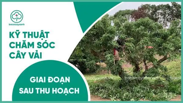 chăm sóc cây vải sau thu hoạch