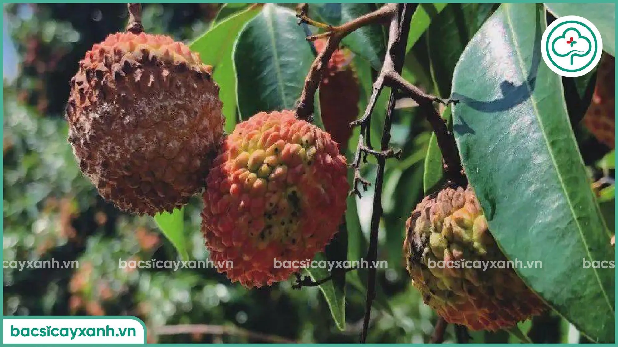 Nhận biết bệnh mốc sương trên vải
