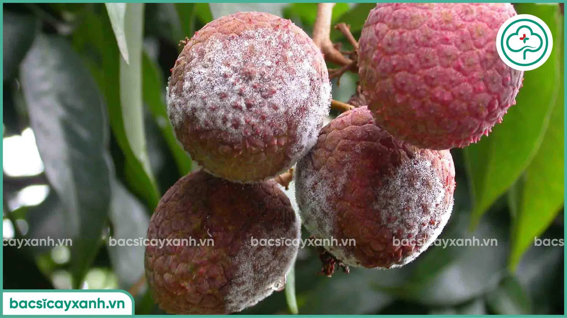 Bệnh mốc sương ảnh hưởng đến chất lượng quả vải