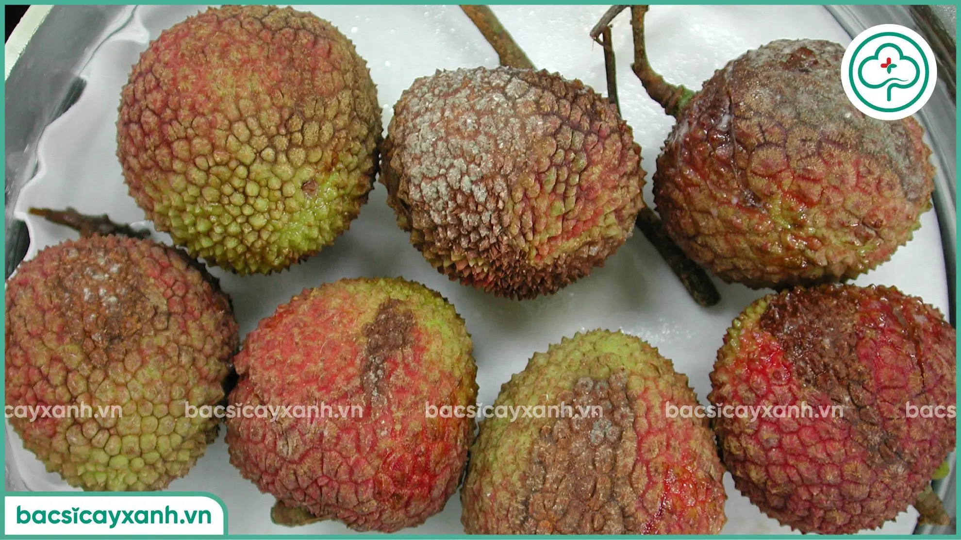 Cách phòng trị bệnh mốc sương trên vải