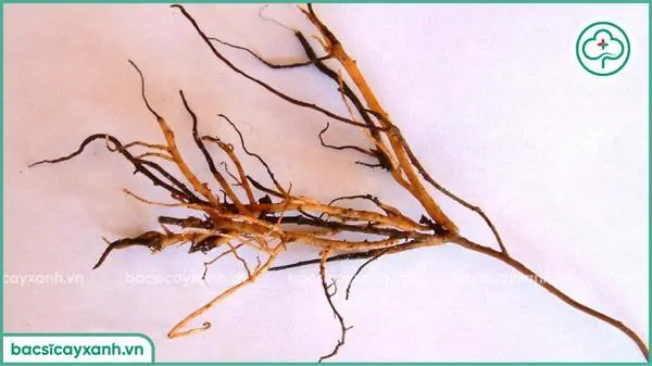 Biểu hiện của bệnh vàng lá thối rễ trên cây bơ