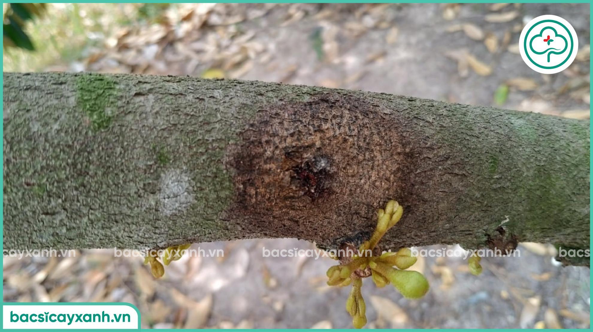 Nứt thân xì mủ ở sầu riêng