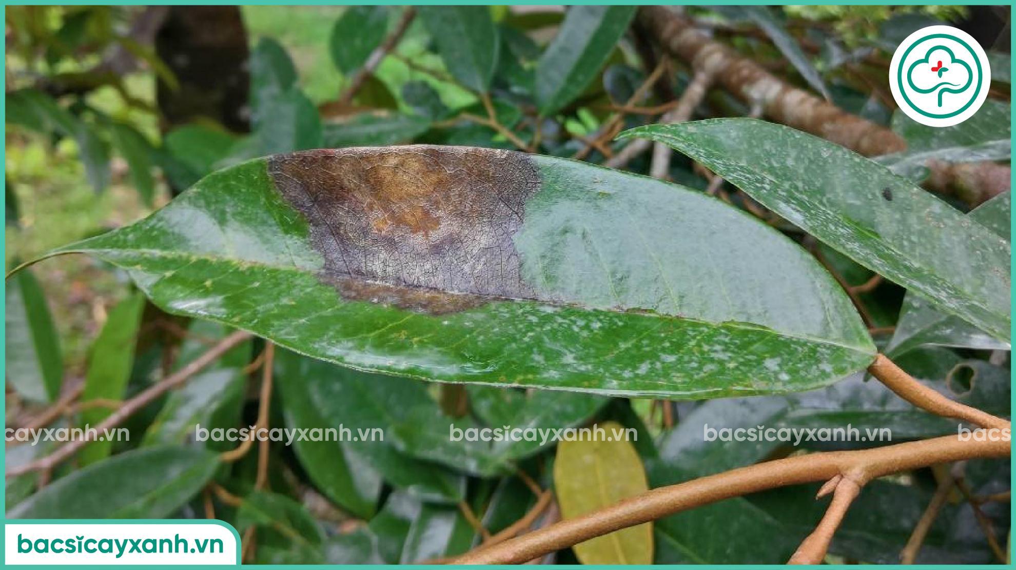 Nứt thân xì mủ sầu riêng