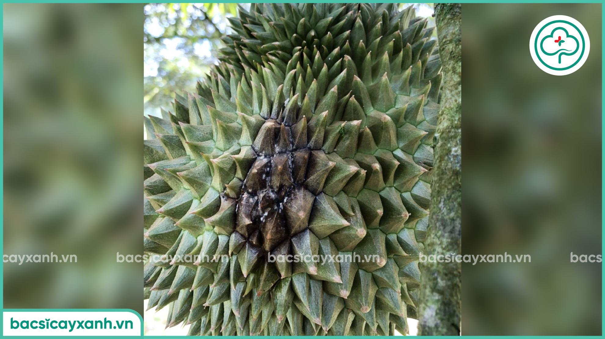 Dấu hiệu nhận biết nứt thân xì mủ ở sầu riêng