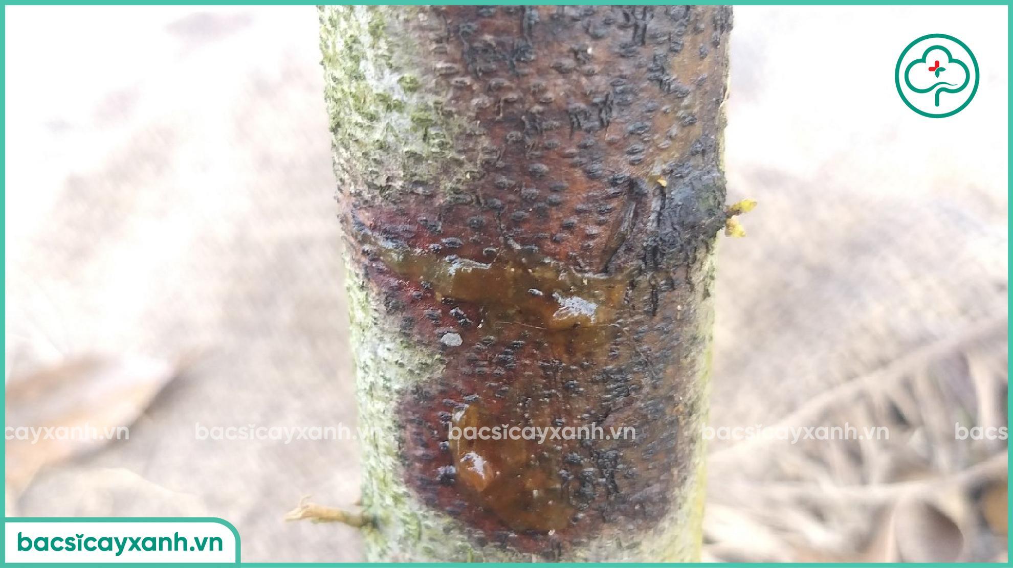 Nứt thân xì mủ sầu riêng